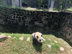 -都江堰中华大熊猫苑