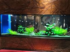 -松临·铁板烧&Omakase(神农店)