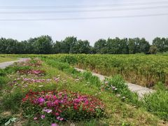 -桤木河湿地公园