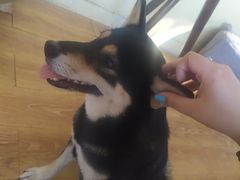 -柴犬高等学院·狗咖·柴犬售卖·宠物训练