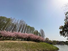 -苏州太湖国家湿地公园