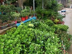 -金陵花卉交易市场