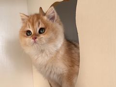 -东方名猫馆·英短金渐层布偶猫舍(环线广场1号楼店)