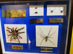 -上海昆虫博物馆