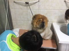 -A猫a狗全科·犬猫异宠·芥西宠物医院(南开总院)