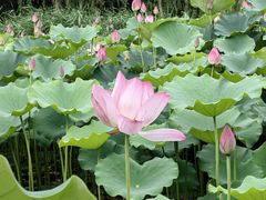 -莲花池公园