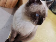 -Heymao猫咖.咖啡厅(东门店)