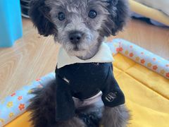 -北京恒爱动物医院(清景园分院)