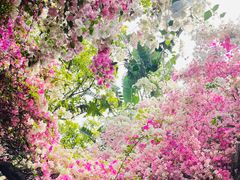 -深圳国际园林花卉博览园