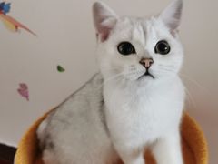 -糯米喵星人总部直营旗舰店·猫舍·幼猫出售