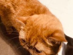 -猫色咖啡·猫咖