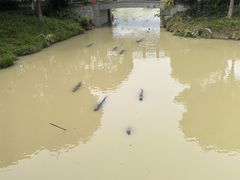 -中国扬子鳄村