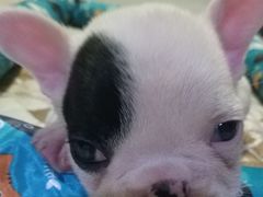 -宠颐生宠物医院·骨外科·犬猫全科诊疗中心(池州店)