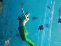 -瑞德姆美人鱼海底演艺主题餐厅(亚龙湾店)