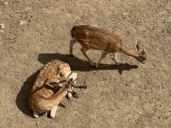 -青藏高原野生动物园