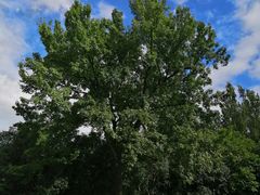 -西湖外事游船(花港观鱼码头)