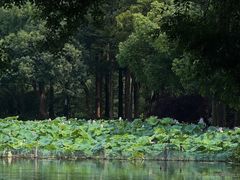 -湖畔居茶楼(湖滨店)