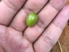 -腾冲国萍农家乐