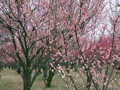 -蜀冈西峰生态公园