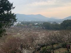 -香雪海