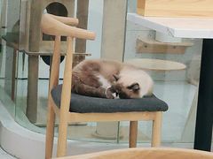 大堂-喵园·猫主题咖啡厅·撸猫·猫咖(国贸店)