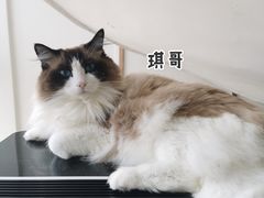 -Catmate·猫肥家润(金润铂宫店)