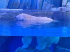 -上海海昌海洋公园-冰山北极馆