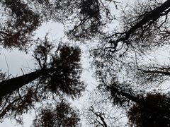 -上海共青森林公园