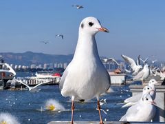 -海埂大坝
