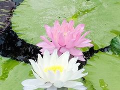 -云溪植物园