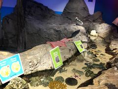 -悉尼海洋生物水族馆
