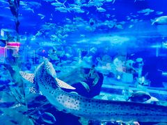 -海合安武汉极地海洋公园