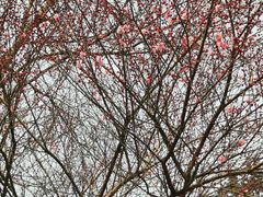 -桃花岭景区