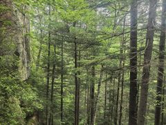 -汤旺河林海奇石景区