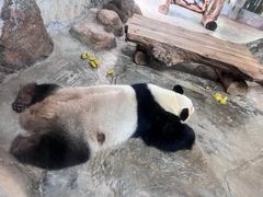 -海南热带野生动植物园