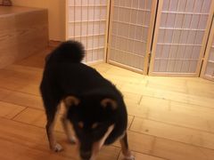 -喜柴咖啡·柴犬狗咖