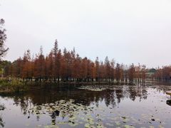 -白鹭湾湿地公园