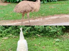 -广州长隆野生动物世界