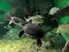 -上海海洋水族馆