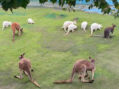 -西霞口神雕山野生动物世界
