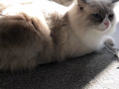 -松果猫咖(桐乡吾悦金街店)
