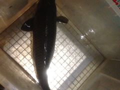 -荣德灶台鱼(圣泉寺店)