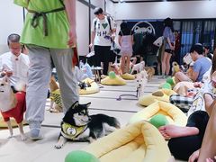 -逗柴咖啡屋·狗咖猫咖宠物桌游