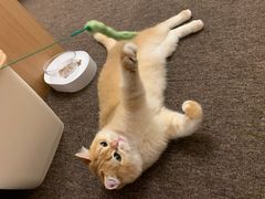 -FAELING PETS美天灵宠物(富力广场店)