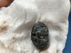 -派美特宠物医院·核磁CT·骨科肿瘤·疑难转诊(沈农禾丰店)
