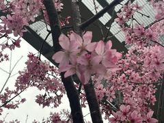 -狐尾山公园