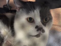 -创凡宠物医院·骨专科  猫科中心(西乡分院)