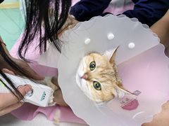 -北京观赏动物医院·24小时大型综合·猫专科·异宠专科