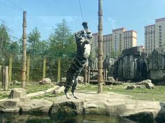 -上海野生动物园