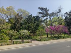 -八大关景区